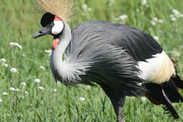 Seasonal Portrait East African Crowned Crane Standing Still Flowered Green — Stock Photo, Image