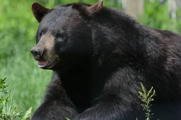 Summer Closeup Big North American Black Bear Laying Green Meadow — Stock Photo, Image