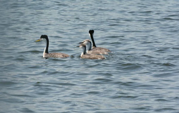 Atractiva Vista Verano Una Familia Grebes Occidentales Nadando Juntos Lago — Foto de Stock