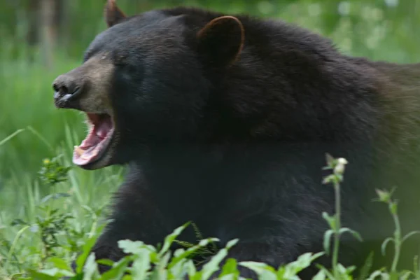 Partly Shaded Summer Closeup Animated North American Black Bear Laying — Stock Photo, Image