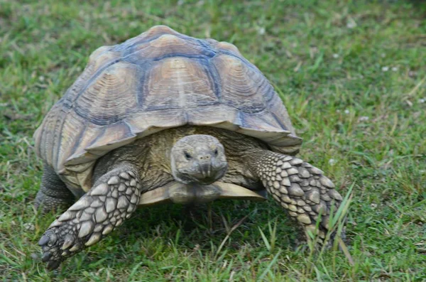 Seasonal Closeup African Spurred Tortoise Gradually Moving Grassy Meadow Habitat — Stock Photo, Image