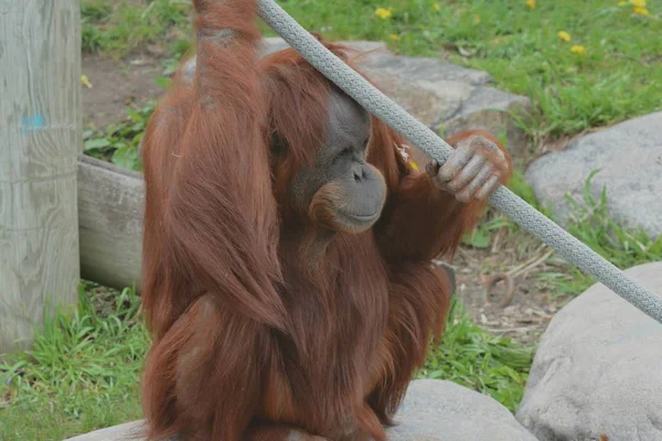 Roande Vårnärbild Ung Orangutang Som Leker Runt Como Zoo Paul — Stockfoto