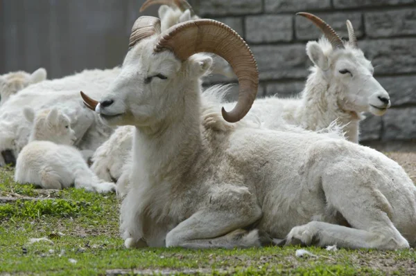 Tranquillo Cattura Primaverile Una Famiglia Pecore Dall America Del Nord — Foto Stock
