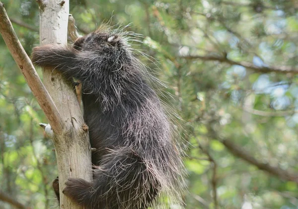 Bright Summer Closeup Solitary North American Porcupine Steadily Climbing Bare — Stock Photo, Image