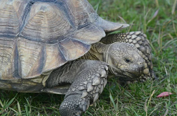 Arresting Closeup Docile African Spurred Tortoise Moving Steadily Grassy Field — Stock Photo, Image