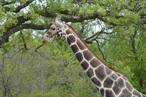 Primavera Vista Una Giraffa Africana Adulta Solitaria Piedi Ambiente Boschivo — Foto Stock