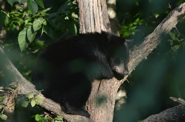 Літнє Захоплення Переможного Північноамериканського Чорного Ведмедя Сидячи Щілині Голого Стовбура — стокове фото
