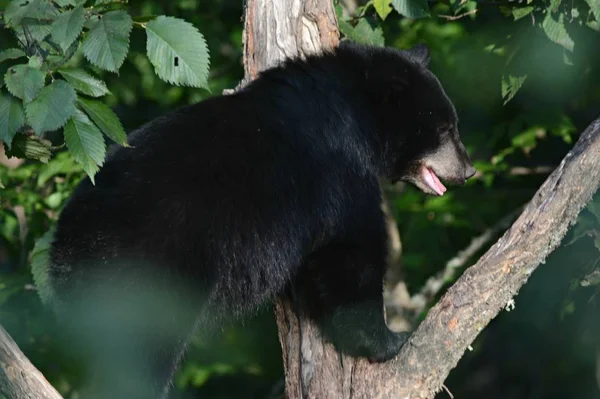 Striking Summer Capture Winsome North American Black Bear Cub Standing — ストック写真