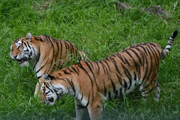 Summer Capture Amur Siberian Tiger Siblings Exploring Meadow Habitat Minnesota — Stock Photo, Image