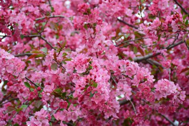 Roseville, Minnesota 'daki Concordia Park' ta pembe çiçekli elma çiçekleri..