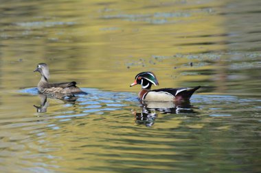 Sakin bir tatlı su gölünde yüzen tahta ördek çiftinin manzaralı bahar görüntüsü..