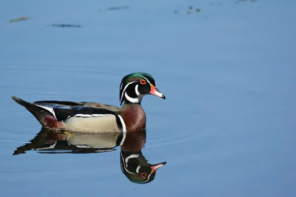 Vibrant Spring Closeup Drake Wood Duck Swimming Clear Freshwater Lake — 스톡 사진