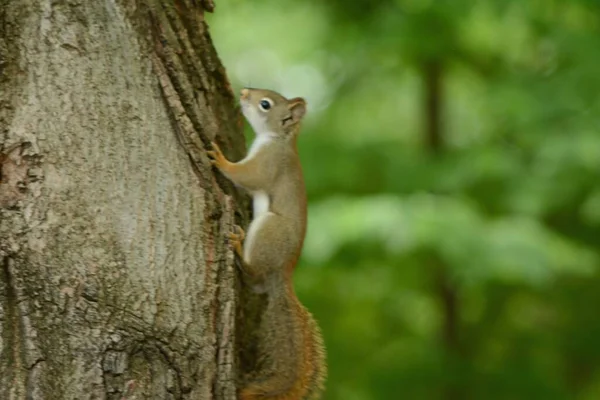 Partially Shaded Spring Capture Alerted Red Squirrel Ascending Tree Trunk — Stock Photo, Image