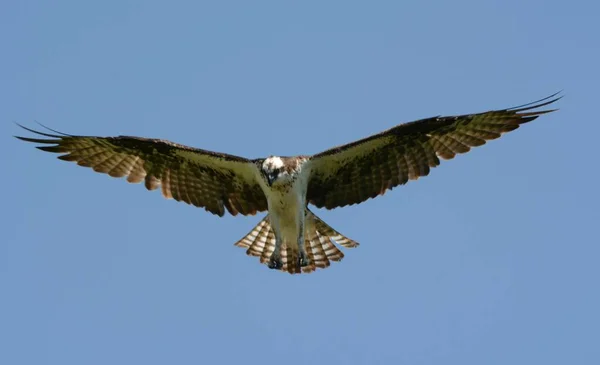 Vista Finales Primavera Sobre Águila Pescadora Juvenil Norteamericana Flotando Aire —  Fotos de Stock