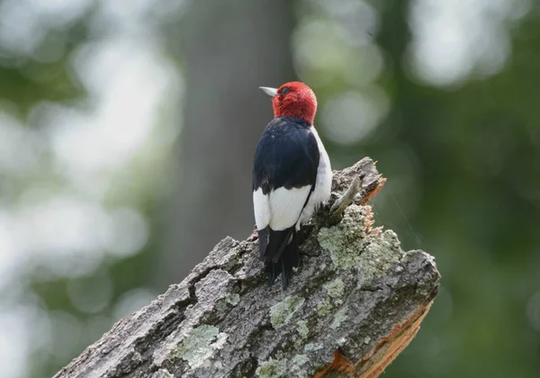 Captura Finales Primavera Pájaro Carpintero Cabeza Roja América Del Norte —  Fotos de Stock