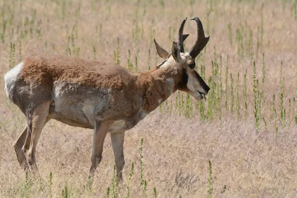 Jarní Blízkost Rohové Antilopě Stojící Louce Státním Parku Antelope Island — Stock fotografie