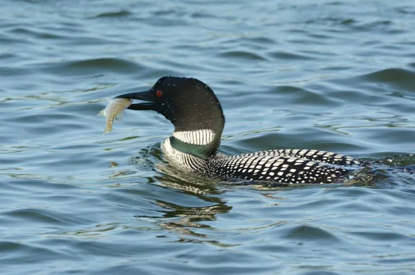 Striking Close Een Volwassen Gemeenschappelijke Gek Het Vangen Van Een — Stockfoto