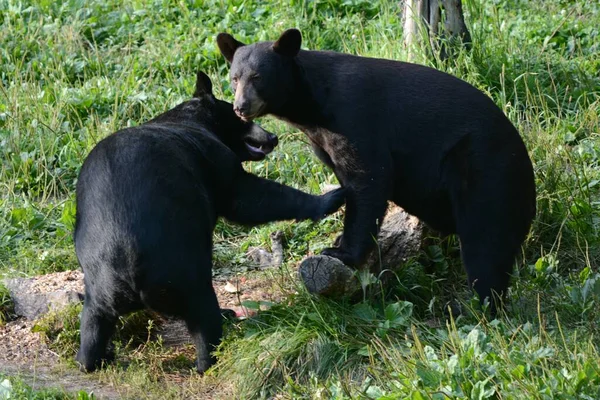 Sommarfångst Ett Par Unga Svarta Björnar Nära Samspel Inom Gräsbevuxen — Stockfoto