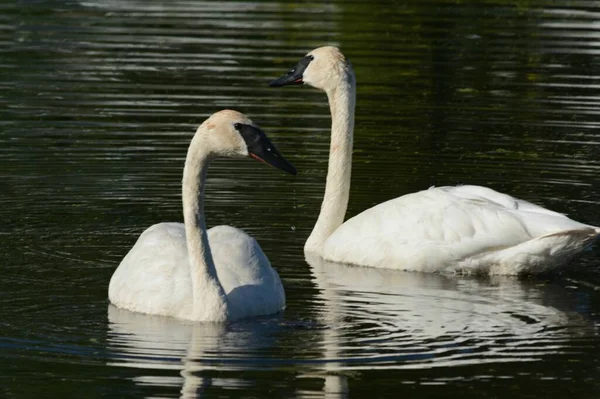 Primer Plano Brillante Del Verano Par Cisnes Trompetistas Norteamericanos Nadando — Foto de Stock