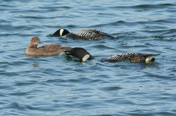 Captura Verano Una Familia Interactiva Lóbulos Comunes Norteamericanos Ambiente Lago — Foto de Stock