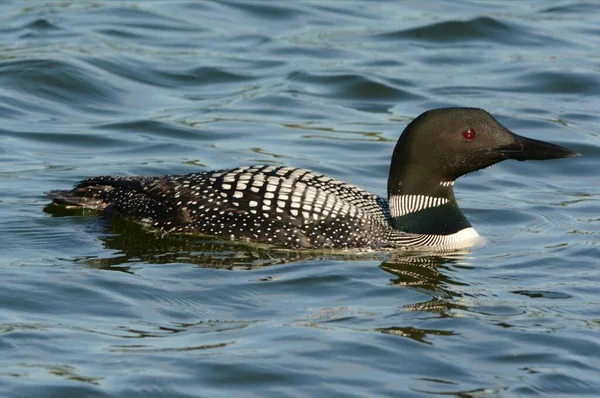 Closeup Impressionante Loon Comum Adulto Nadando Habitat Lago Água Doce — Fotografia de Stock