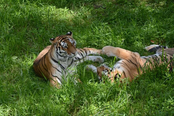 Summer Capture Pair Adult Siberian Tigers Relaxing Together Shaded Green — Stock Photo, Image