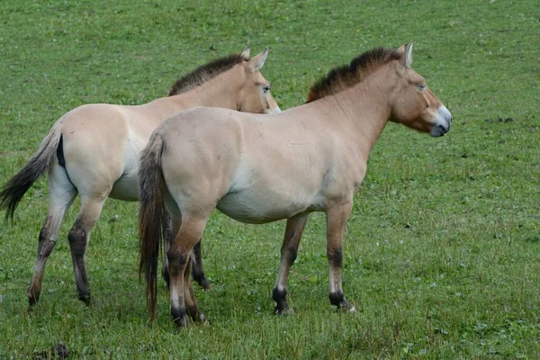Captura Verão Par Cavalos Selvagens Asiáticos Juntos Ambiente Prado Verde — Fotografia de Stock