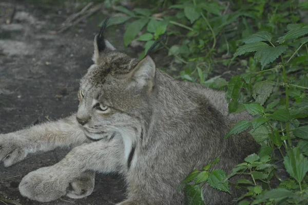 Gros Plan Estival Jeune Lynx Canadien Séduisant Déposé Dans Une — Photo