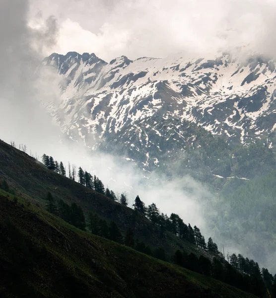 Sis Sis Yükselterek Bir Ağaç Sınırından Karlı Dağlarda Yukarıda — Stok fotoğraf