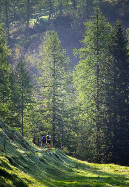 Two trail runners run along the forest amidst tall pine trees.