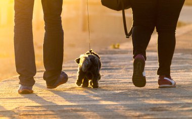Arkadan bir çift arasında yürüyen bir Batı highland kahverengi korkunç görünüşü.