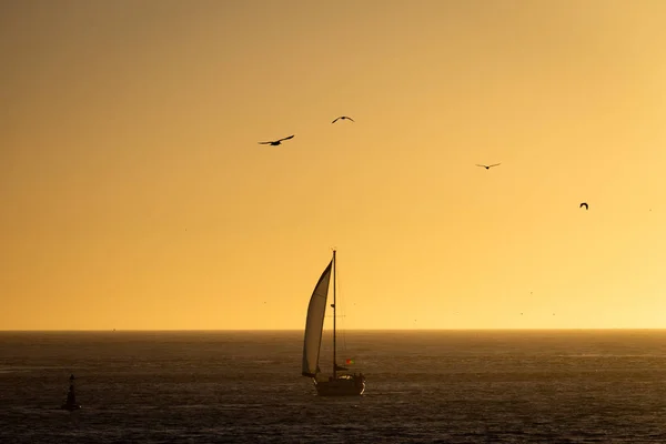 A sailboat sails in the ocean with various seagulls flying by in the golden sky before sunset.