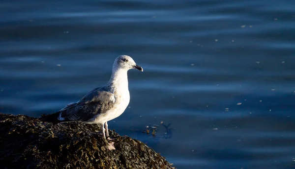 Side View Seagull Dark Blue Water Background — Stock Photo, Image