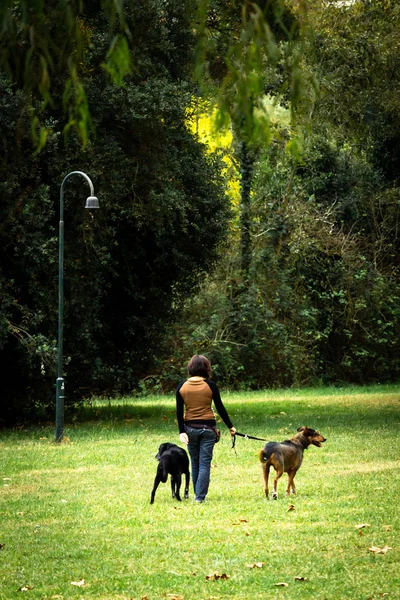 Вид Ззаду Жінку Йде Двома Собаками Парку Біля Лампи — стокове фото
