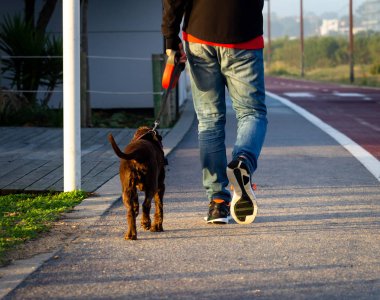 Adam kırmızı bisiklet yolu kahverengi köpeğe yürür. Kira kontratı, ayak, spor ayakkabıları, arkadan görünüm.