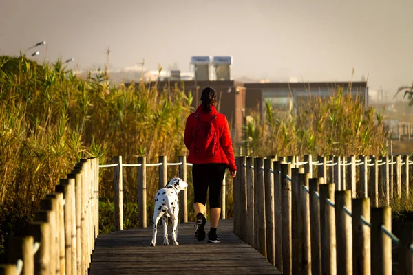 Woman Dalmatian Dog Walk Boardwalk Amidst Vegetation Red Jacket Back — Stock Photo, Image