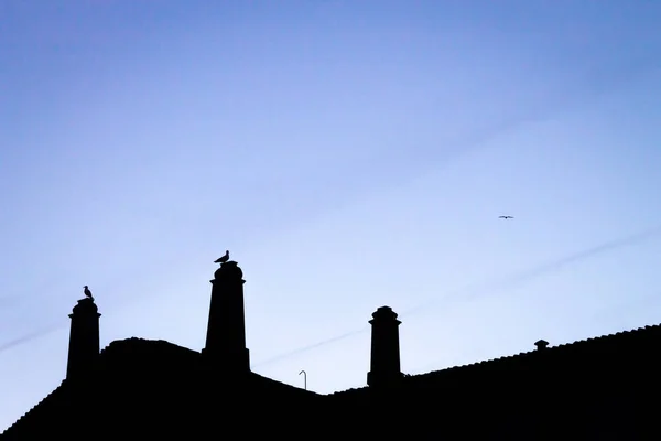 Silhouetten Von Möwen Die Auf Dachschornsteinen Vor Blauem Himmel Stehen — Stockfoto