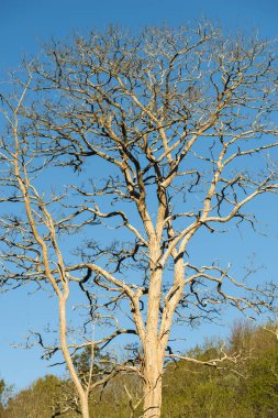 Ağaç yaprakları ile mavi gökyüzü arka plan olmadan