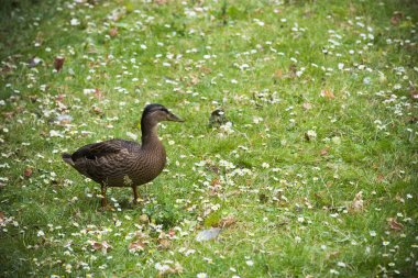 Çim yürüyüş bir ördek