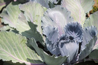 Lahana alan kırsal ülkede