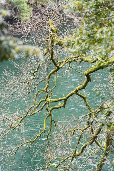 Ramos Sobre Água — Fotografia de Stock