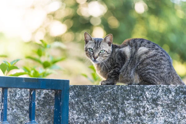 Bir Duvarındaki Küçük Kedi — Stok fotoğraf