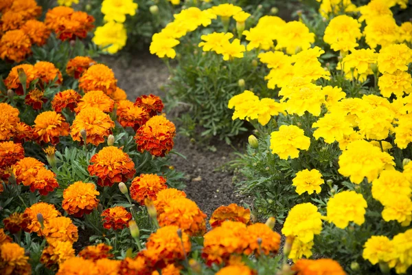 Flores Jardín Público —  Fotos de Stock