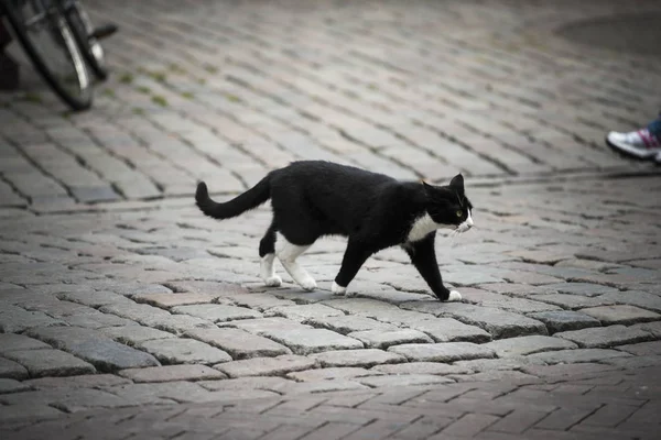 Gato Blanco Negro Cruzando Una Calle Empedrada — Foto de Stock