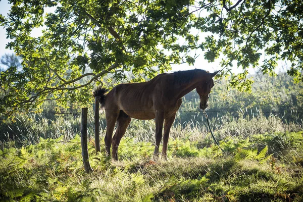 Cheval Solitaire Dans Forêt — Photo