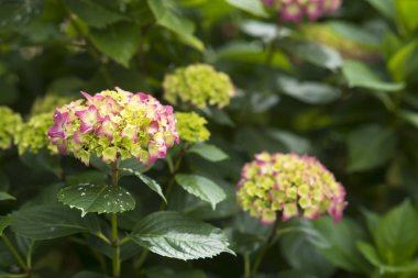 Bir kamu bahçe içinde bazı ortancaları detay