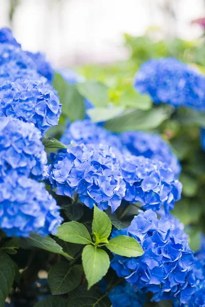 Detalle Algunas Hortensias Jardín Público — Foto de Stock