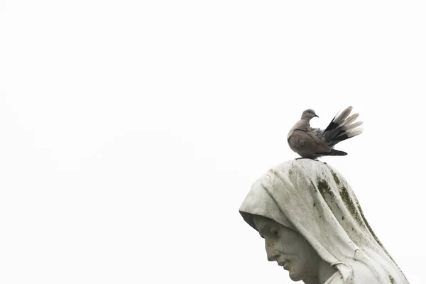 A pigeon on the head of a statue