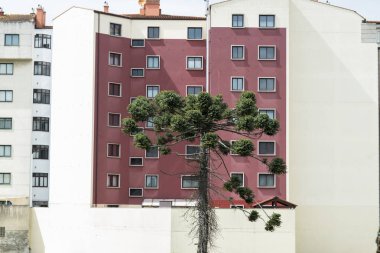 Araucaria açık bir bina