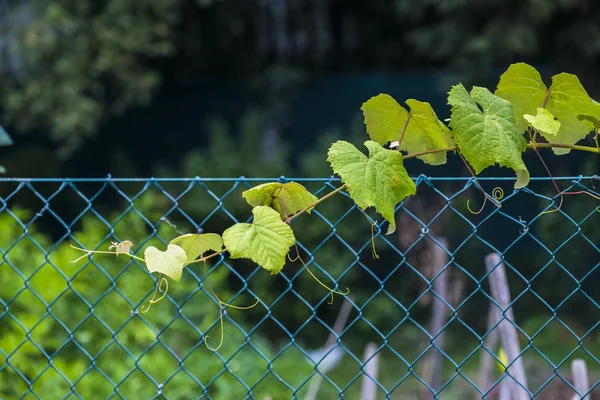 Detail Der Blätter Einer Weinrebe — Stockfoto